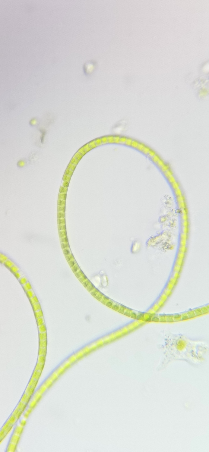 Microscope, Green Algae, Saint Pierre District (Bordeaux) strain, by Green Riot 2022
