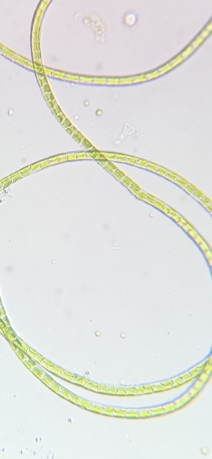 Microscope Green Algae, Saint Pierre District (Bordeaux) strain, by Green Riot 2022