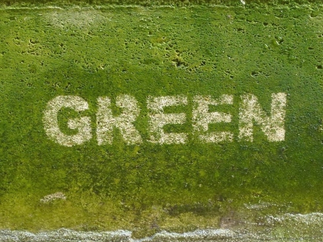 green graffiti street biology