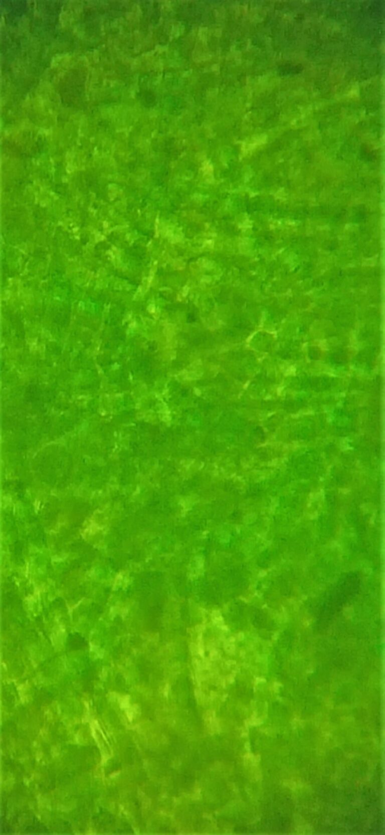 Micro, Green Algae, Saint Michel District (Bordeaux) strain, by Green Riot